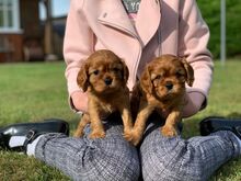 Cavalier King Charlesi spanjeli kutsikad