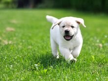 Labradori retriiveri kutsikad