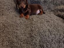 Dachshund puppies