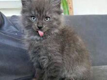 Beautiful Maine coon kittens forever home