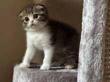 Шотландские вислоухие/прямоухие котята