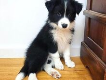 Bordercollie kutsikad