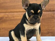 AKC prantsuse buldogi kutsikad
