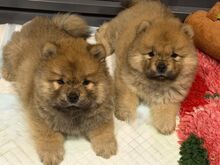 Chow chow