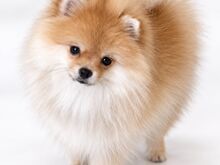 Pomeranian Spits