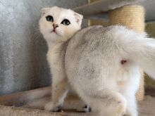 Scottish fold