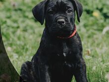 4- kuused Cane Corso kutsikad