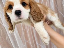 Cavalier King Charles spanjeli kutsikad!
