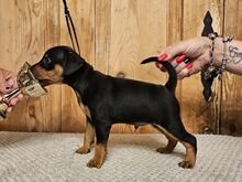 Kääbuspinser, Zwergpinscher, Miniature Pincher