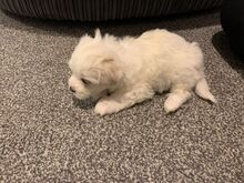 Bichon Frise kutsikad