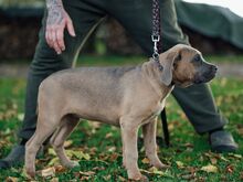 Cane Corso kutsikad