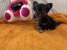 Chihuahua kutsikas
