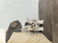 4 isast kassipoega
