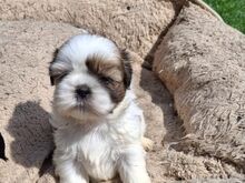 Ideaalsed Shih Tzu kutsikad