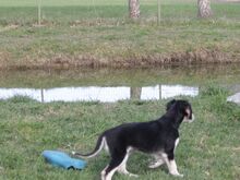 Saluki kutsikad