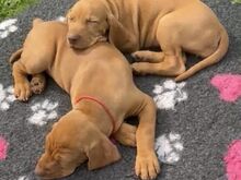 Vizsla / Ungari lühikarvalise linnukoera kutsikad