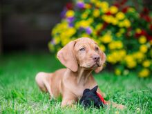 VIZSLA - Ungari lühikarvaline linnukoer