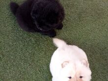 Chow Chow kutsikad