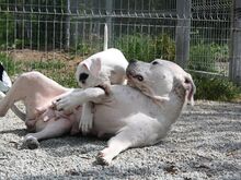 Argentiina dogi/dogo argentino