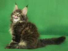 MAINE COON KASSIPOJAD