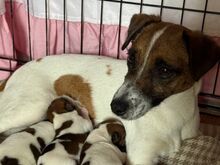 Jack Russelli tüdruk, Riia