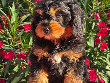 Cavapoo kutsikad