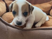 Jack Russell terjeri kutsikas
