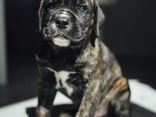 Cane Corso kutsikad