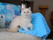 Briti lühikarvaline kassipoeg