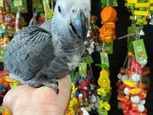 Buy Jess African Grey Parrot