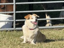Pembroke'i Welsh Corgi Kutsikad | Kennelklubis Reg