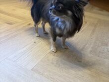 Chihuahua Kutsikad | Kennelklubis Registreeritud