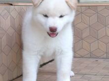 Jaapani shiba inu
