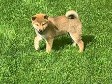 Shiba Inu