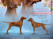 ungari vizsla