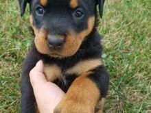 Rottweileri kutsikad.