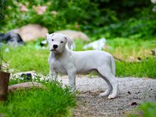 Argentiina dogi/dogo argentino