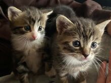 Котёнок
