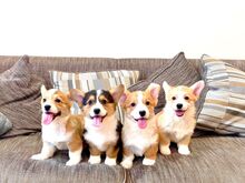 Pembroke Welsh Corgi Pembroke'i kutsikad