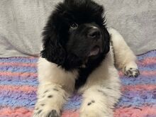 Newfoundlandi kutsikad