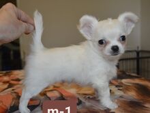 Chihuahua kutsikad