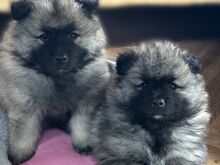 Keeshond