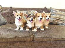 Pembroke Welsh Corgi Pembroke'i kutsikad