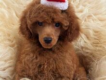 Miniature/ toy poodles (FCI/LKD)