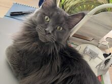 Maine coon