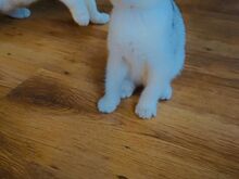 Scottish fold
