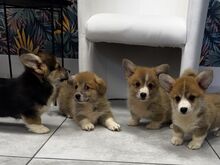 Welsh Corgi Pembroke