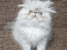 Персидские котята