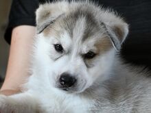 Siberi husky kutsikad EKL/FCI tõutunnistusega