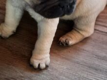 Mops